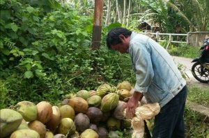 >> Kelapa. Harga komoditi tanaman perkebunan rakyat ini ikut mendorong kenaikan NTP di Sulut.