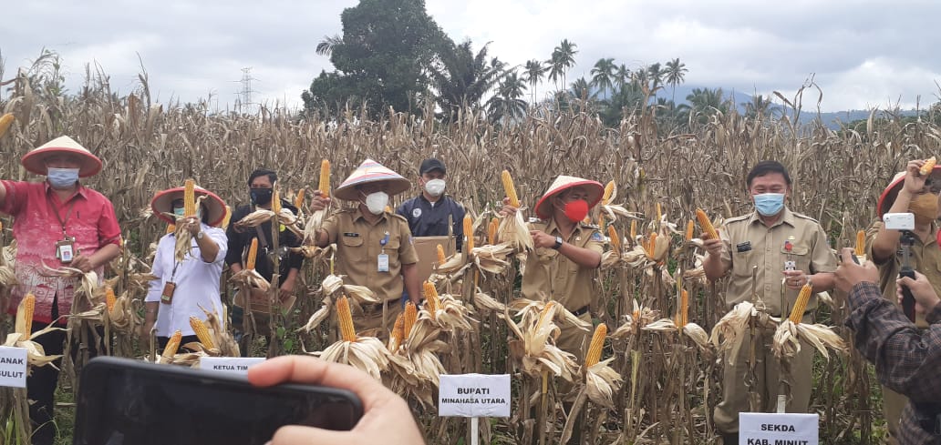 Pjs Bupati memimpin panen jagung di perkebunan Desa Matungkas.