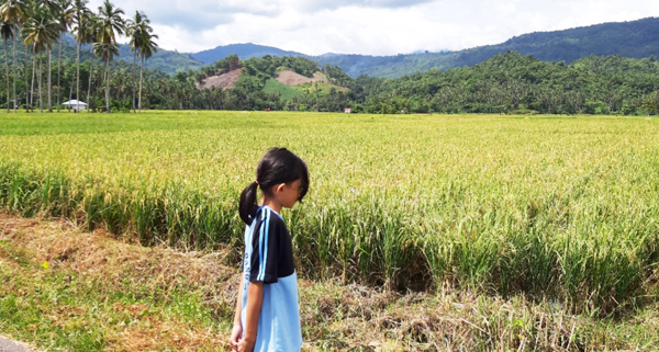 >> Tanaman padi sawah di Kabupaten Bolmut.
