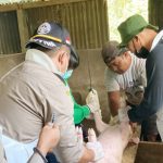 >> Petugas Karatina Pertanian Manado melakukan pemeriksaan ternak babi.