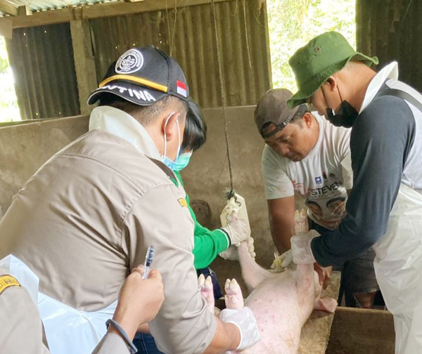 >> Petugas Karatina Pertanian Manado melakukan pemeriksaan ternak babi.