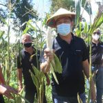 >> Walikota Caroll Senduk, saat panen perdana komoditi holtikultura jagung manis.