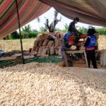 >> Personel TNI Kodim Bolmong saat membersihkan Jagung dari tongkolnya.