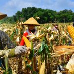 >> Pemkab Talaud mengandalkan jagung sebagai komoditi unggulan.