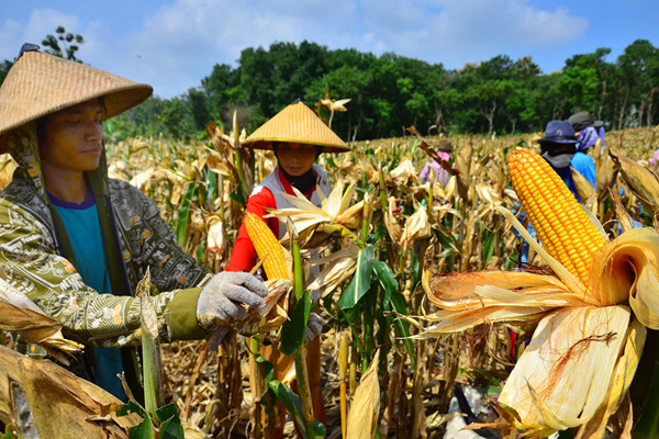 >> Pemkab Talaud mengandalkan jagung sebagai komoditi unggulan.