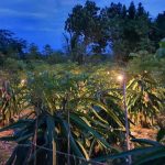 20935b85-016f-48ec-aba6-c312488758a2