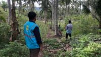 Buka Akses dan Tumbuhkan Ekonomi Desa Ambara PLN UP3 Gorontalo Salurkan Bantuan Pembangunan Jalan Usaha Tani